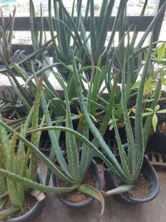 Aloe Vera Large Plant