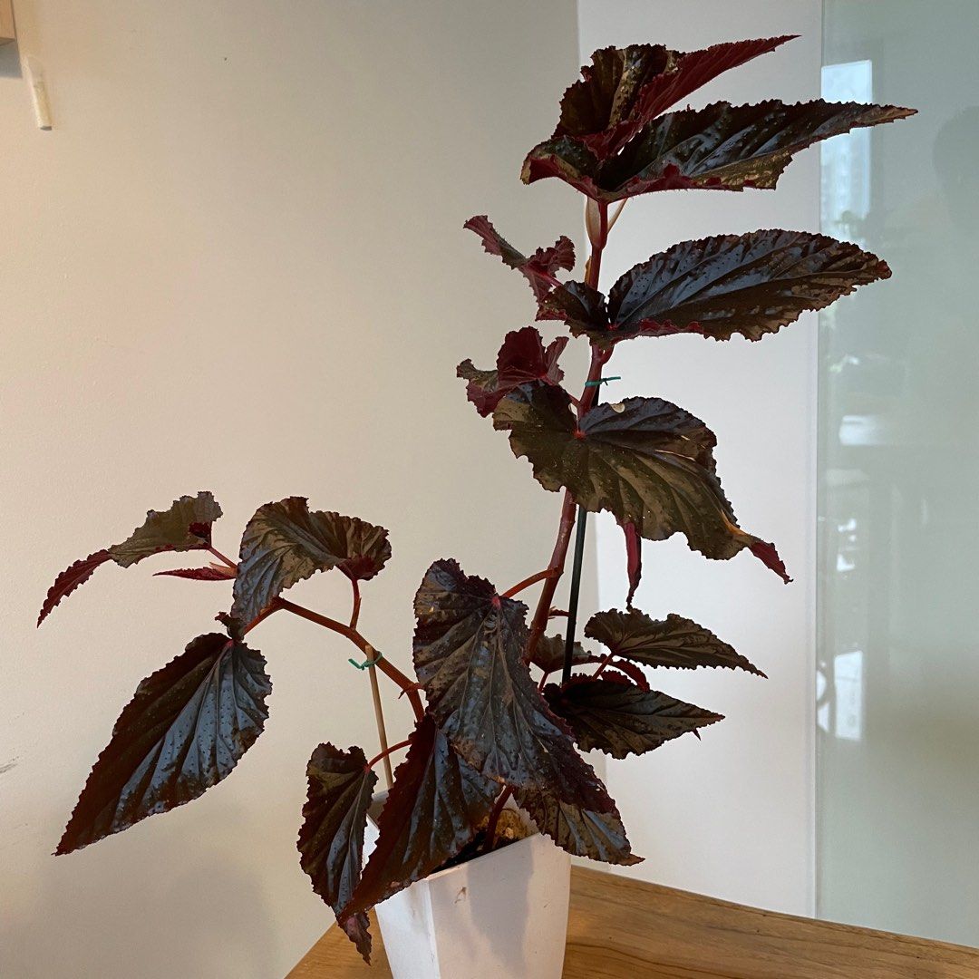 Begonia Black Magic hybrid, Furniture & Home Living, Gardening, Plants &  Seeds on Carousell