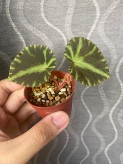 (Category: ) located in . Submitted by orchids_galore (Listing ID 1200610548, Image 1). Description: .