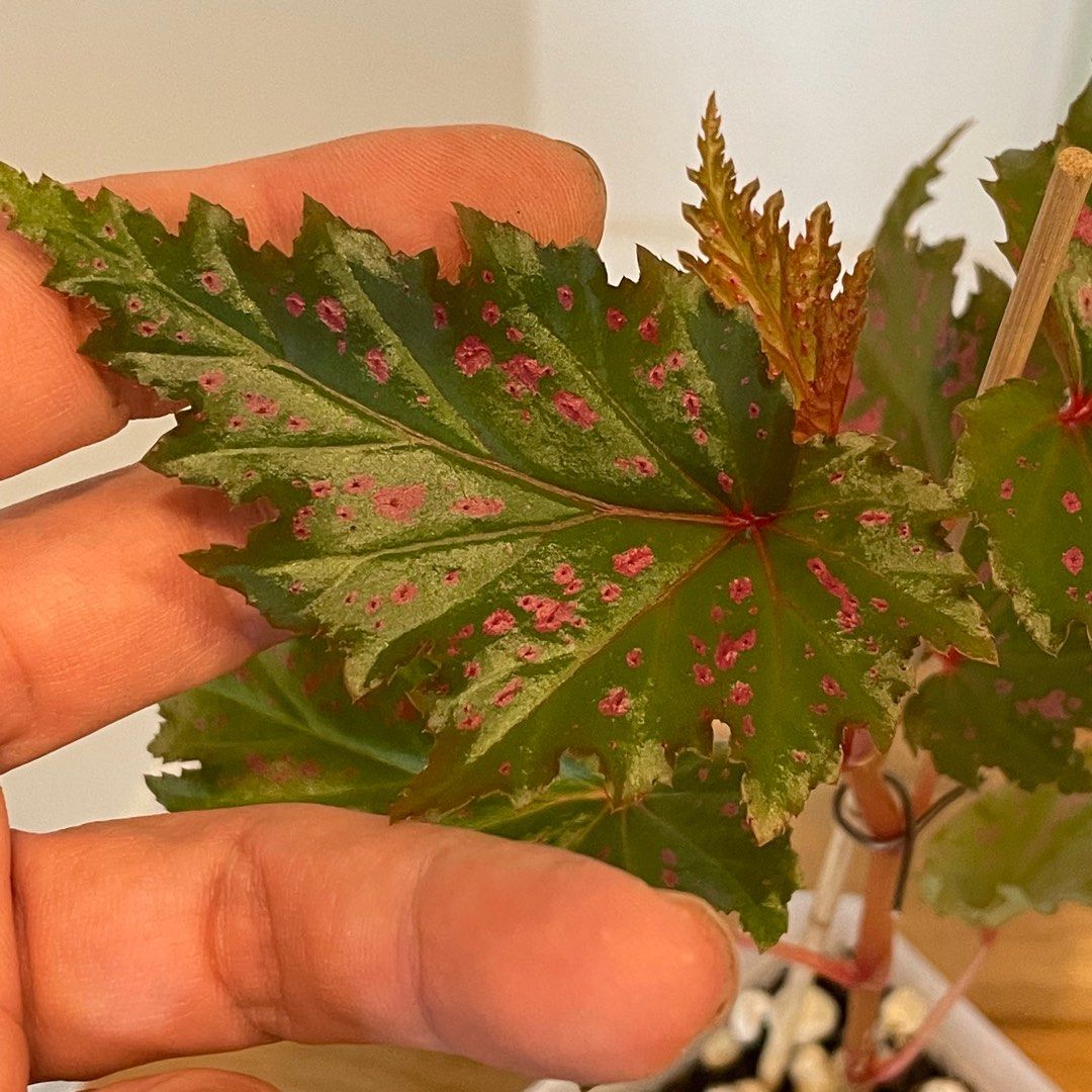 Begonia Serratipetala, Furniture & Home Living, Gardening, Plants ...
