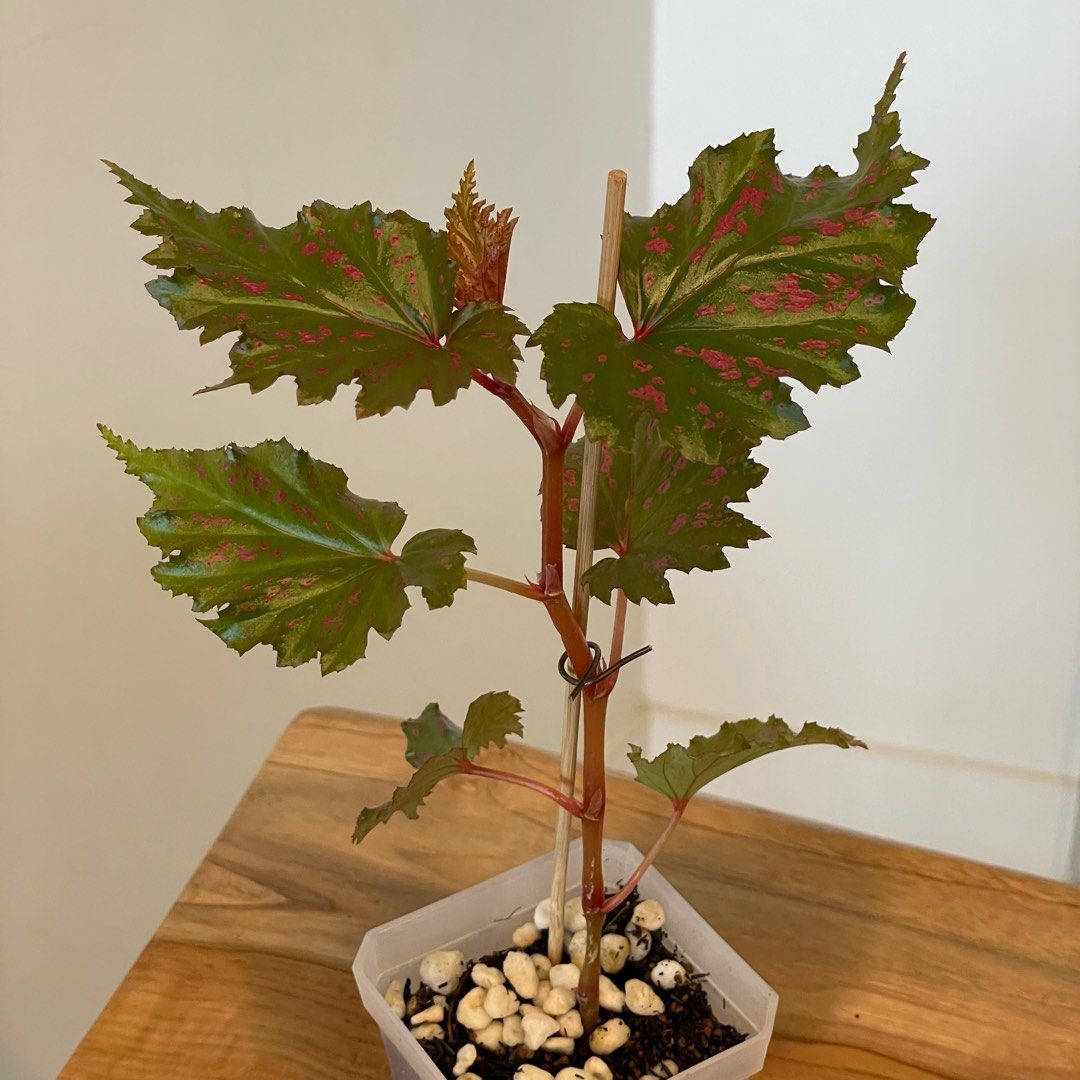 Begonia Serratipetala, Furniture & Home Living, Gardening, Plants ...