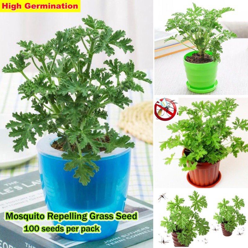 Citronella Mosquito Repelling Plant Seeds for Sale Flower Seeds Indoor