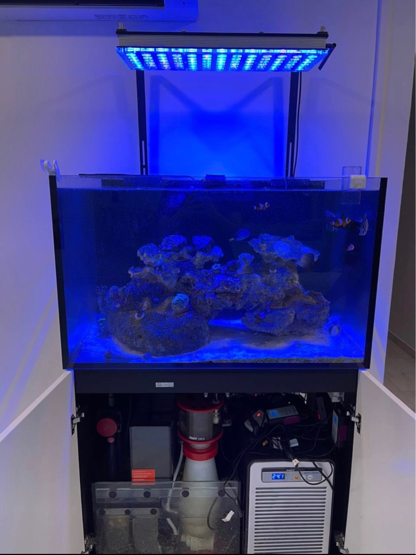 Marine fish tank 3ft, Pet Supplies, Homes & Other Pet Accessories on