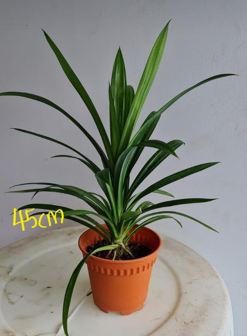 Pandan Plants (45cm), Furniture & Home Living, Gardening, Plants
