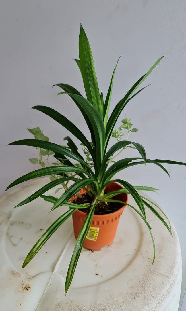Pandan Plants (45cm), Furniture & Home Living, Gardening, Plants