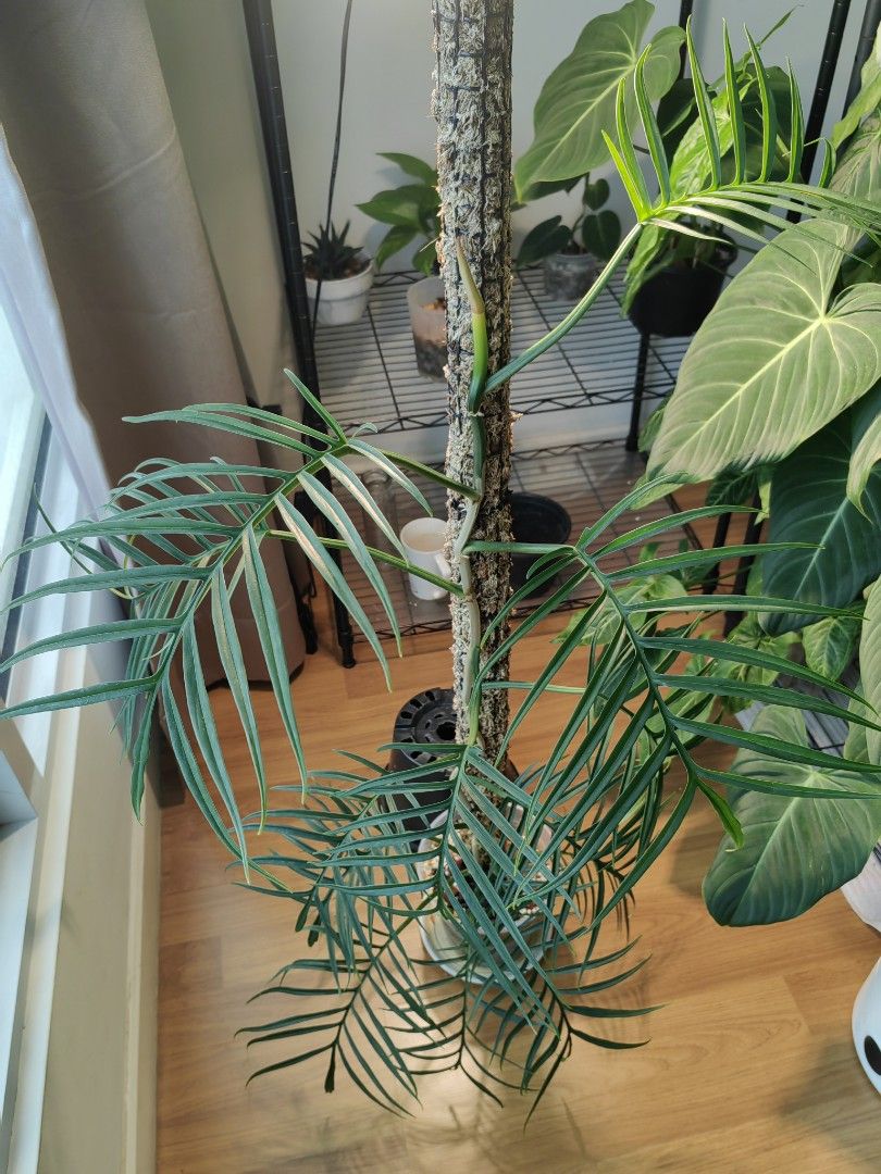 Philodendron tortum, Furniture & Home Living, Gardening, Plants & Seeds ...