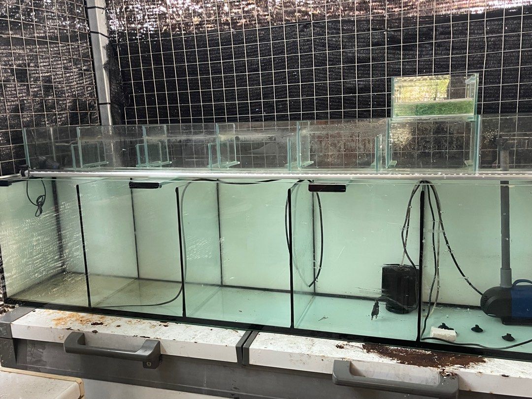 6ft fish tank divided to 5 partition with overhead sump, Pet Supplies