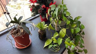 （分類：）位於 。 由 arminellmer 提交（商品編號 1206366716，圖片 1）。簡介： 。