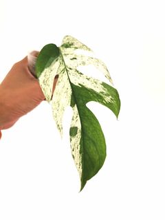 （分類：）位於 。 由 CPlants 提交（商品編號 1206375126，圖片 1）。簡介： 。