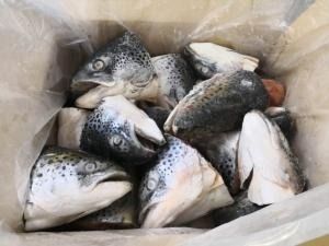Fresh Frozen