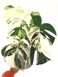 （分類：）位於 。 由 CPlants 提交（商品編號 1206371697，圖片 1）。簡介： 。