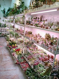 Mini succulents and cacti,plants diy at Bukit timah shopping centre