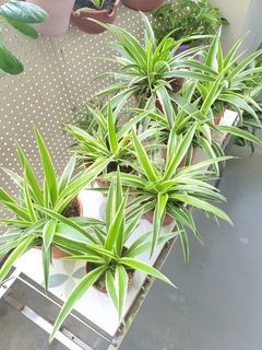Spider plant