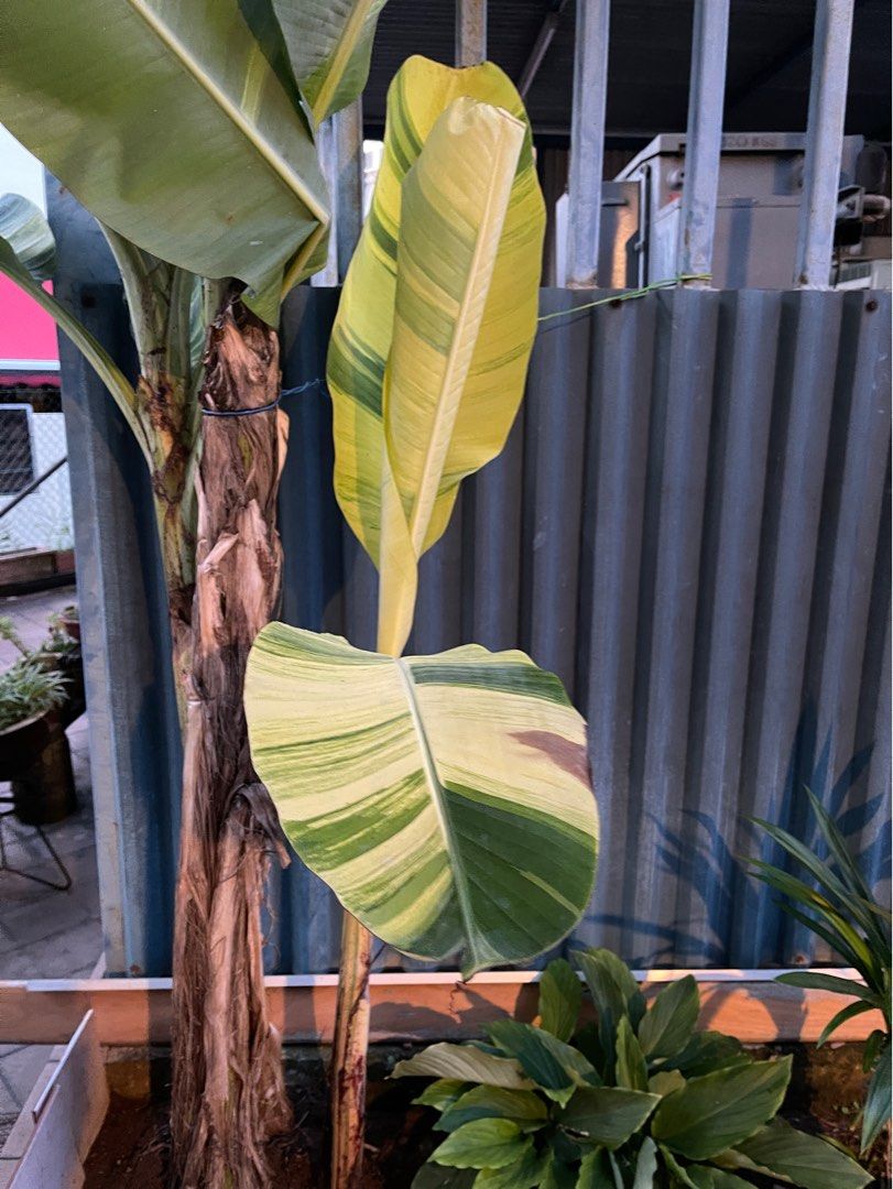 612 大輪 ホヤ ラウターバッチー Hoya lauterbachii