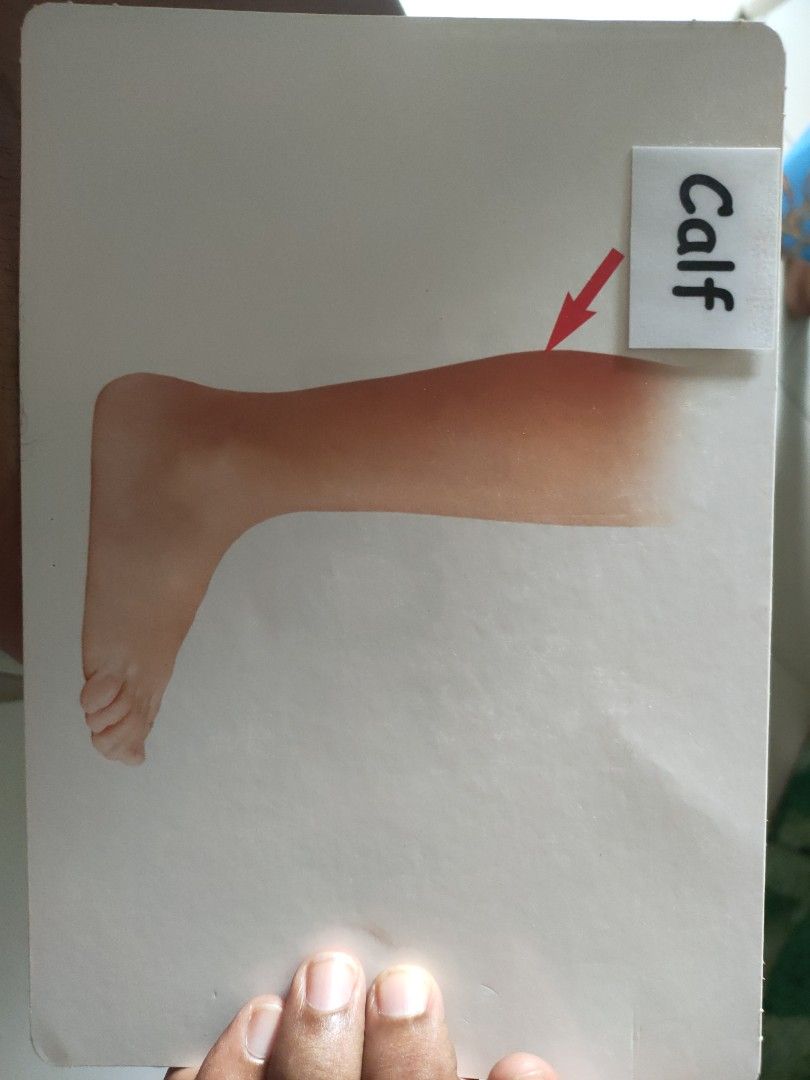 Big flashcards, Hobbies & Toys, Toys & Games on Carousell