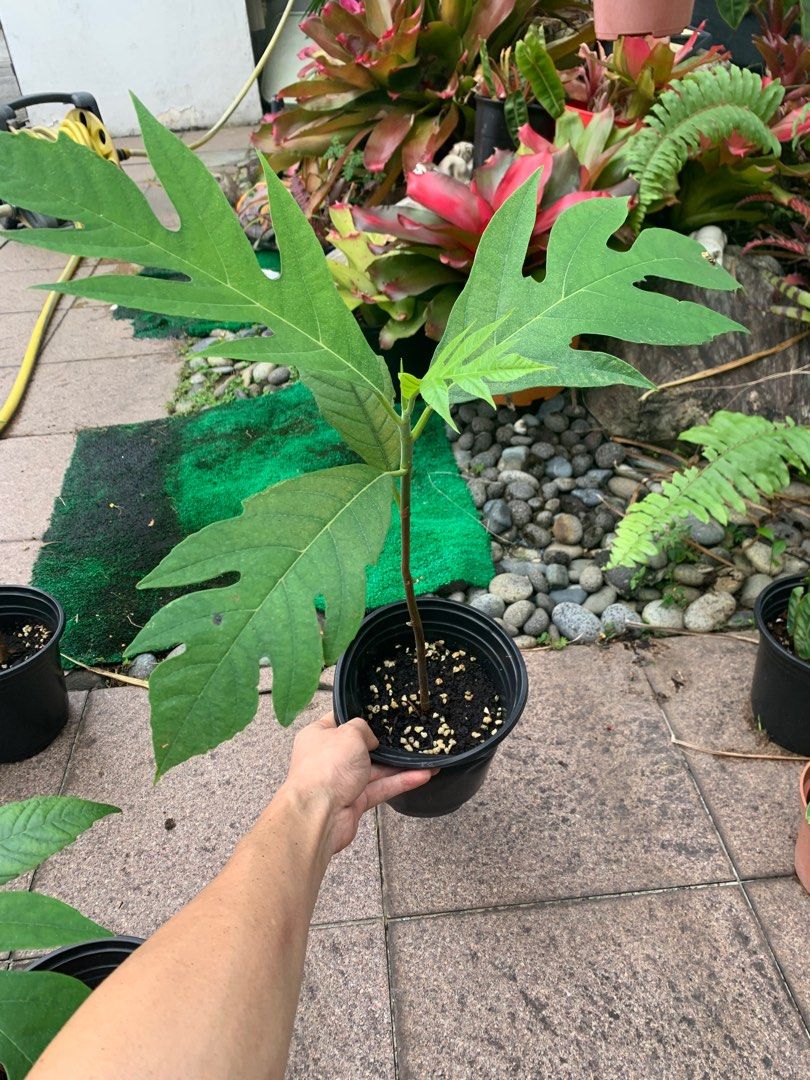 Breadfruit tree (Category: Plants & Seeds) located in Singapore. Submitted by jakechia77 (Listing ID 1206643718, Image 3). Description: Breadfruit tree has beautiful chicken like leaves and produce fruit that is edible. 6 saplings to choose from. Last picture is what the large leaves and fruit look like.