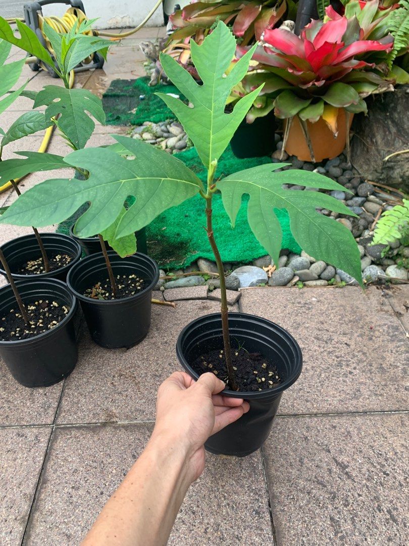 Breadfruit tree (Category: Plants & Seeds) located in Singapore. Submitted by jakechia77 (Listing ID 1206643718, Image 2). Description: Breadfruit tree has beautiful chicken like leaves and produce fruit that is edible. 6 saplings to choose from. Last picture is what the large leaves and fruit look like.