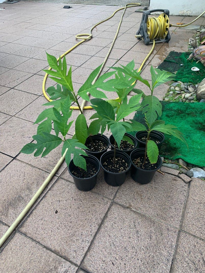 Breadfruit tree (Category: Plants & Seeds) located in Singapore. Submitted by jakechia77 (Listing ID 1206643718, Image 1). Description: Breadfruit tree has beautiful chicken like leaves and produce fruit that is edible. 6 saplings to choose from. Last picture is what the large leaves and fruit look like.