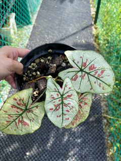 (Category: ) located in . Submitted by bel516 (Listing ID 1206613643, Image 1). Description: .