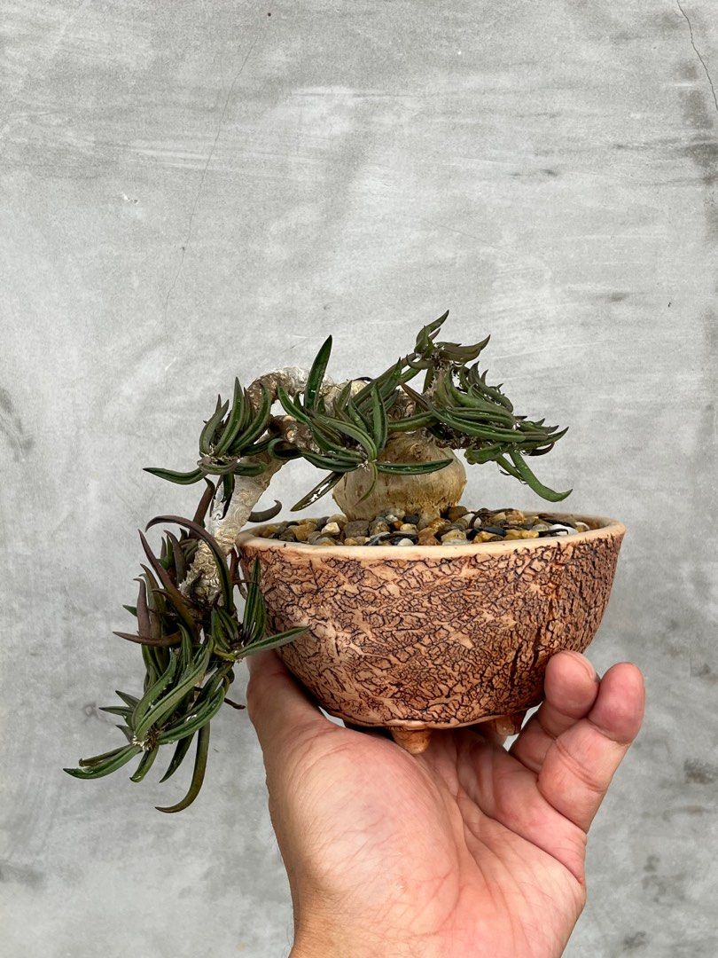 euphorbia cylindrifolia, Furniture & Home Living, Gardening, Plants