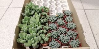 Succulent, bear paw and baby toes