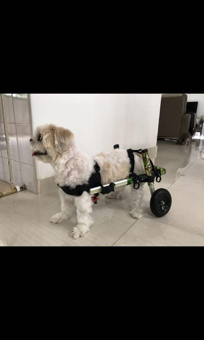 Walkin' Wheels Adjustable Wheelchair for Senior Pet Dog IVDD Walkin