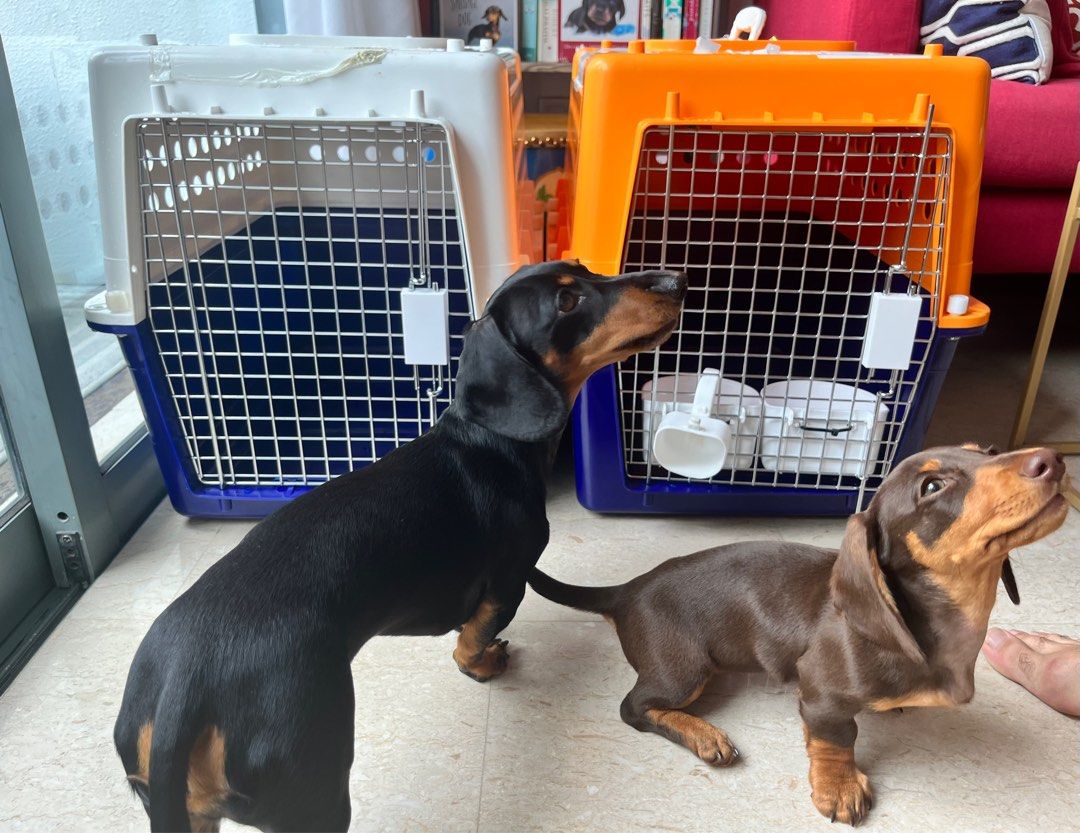 Pp30 top dog crate