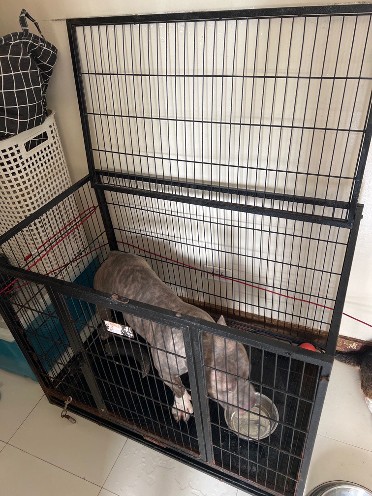 Dog cage, Pet Supplies, Homes & Other Pet Accessories on Carousell