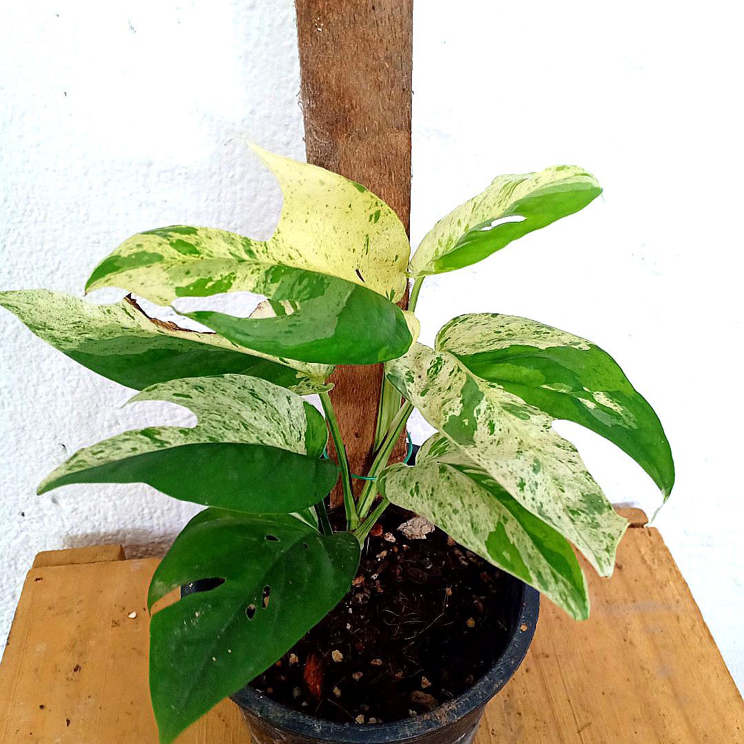 Uncommon : Epipremnum Pinnatum Yellow Flame, Furniture & Home Living,  Gardening, Plants & Seeds on Carousell