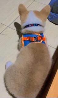 Harness Orange Biru