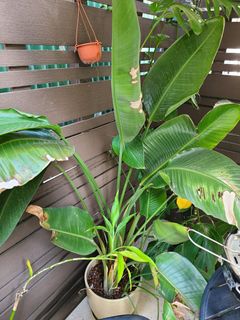 （分類：）位於 。 由 gogreen_elena 提交（商品編號 1200826433，圖片 1）。簡介： 。