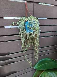 （分類：）位於 。 由 gogreen_elena 提交（商品編號 1200826628，圖片 1）。簡介： 。