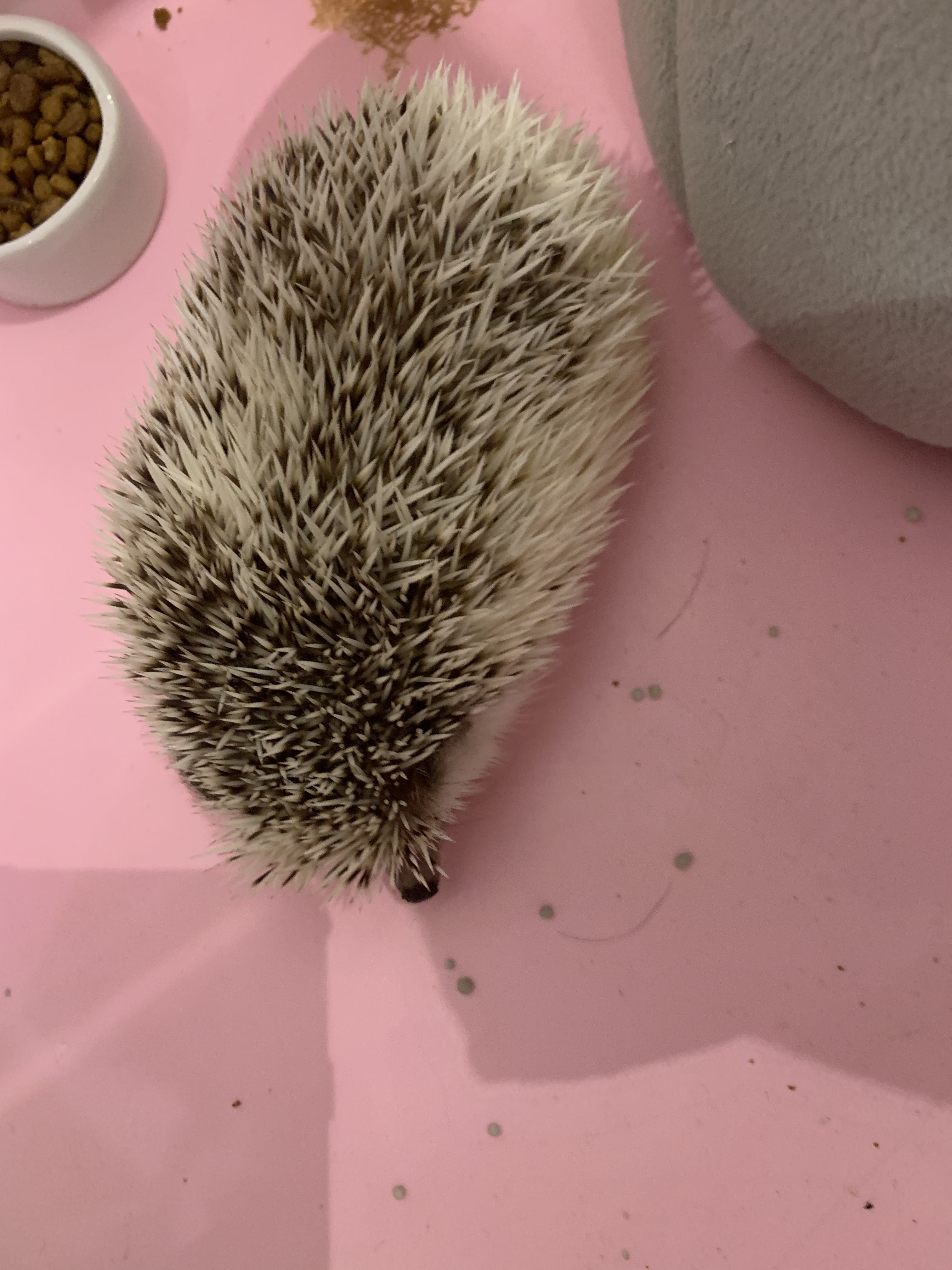 Pet hotsell hedgehog accessories