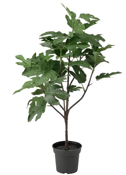 IKEA Fejka Artificial Fig Tree / Realistic indoor outdoor plant