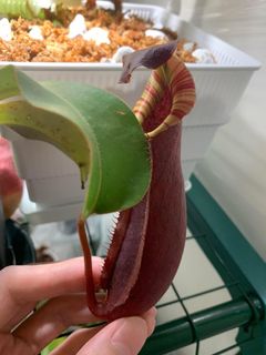 （分類：）位於 。 由 thesunny 提交（商品編號 1200811119，圖片 1）。簡介： 。