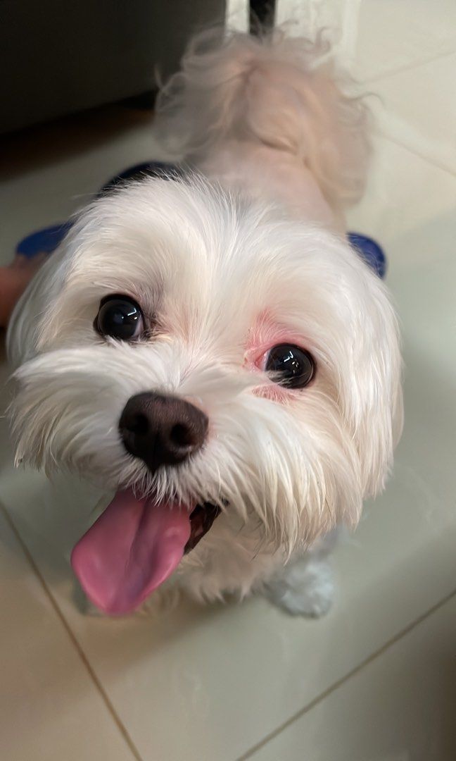 Punggol Dog Day Care / Boarding / Transportation (Starting from S25