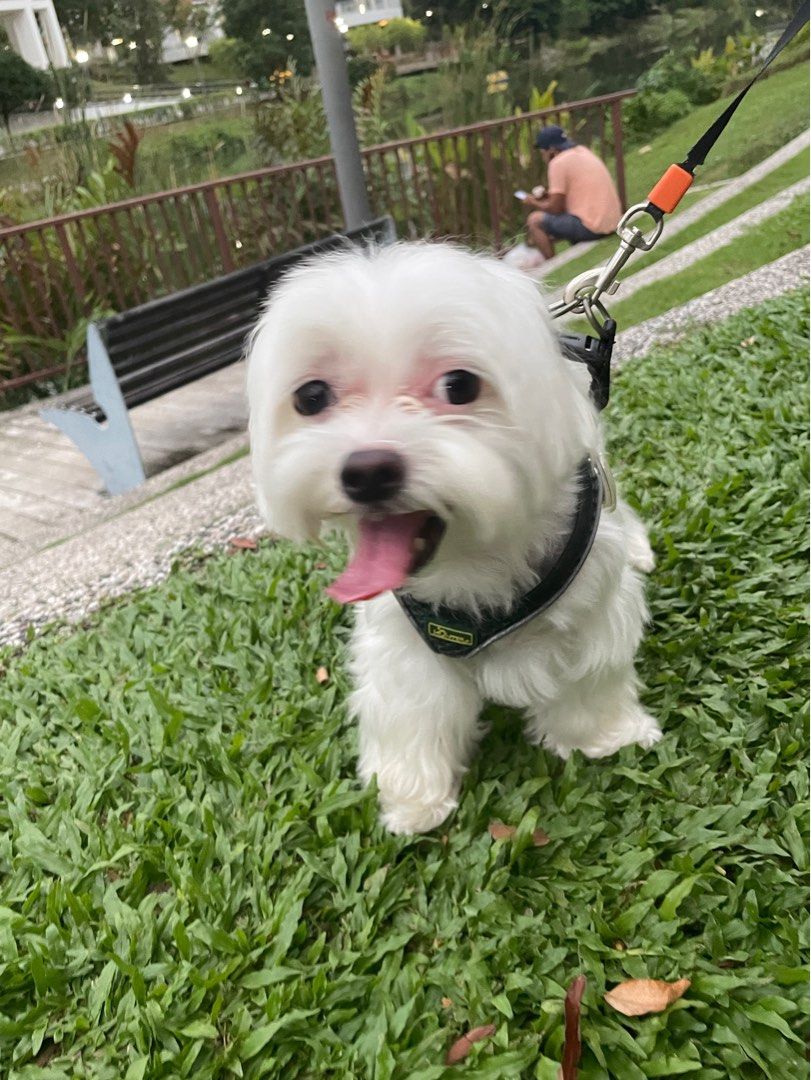 Punggol dog day care boarding transportation starting from s 25