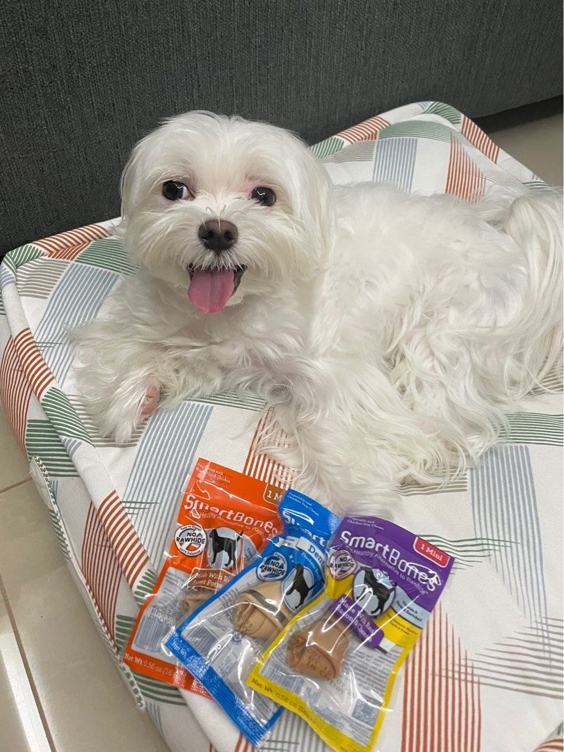 Punggol Dog Day Care / Boarding / Transportation (Starting from S25