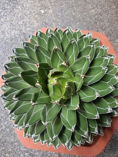 (Category: ) located in . Submitted by Flowgarden (Listing ID 1200811566, Image 1). Description: .