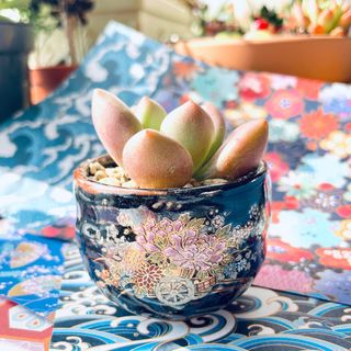 （分類：）位於 。 由 ssnatureworkshop 提交（商品編號 1200932238，圖片 1）。簡介： 。
