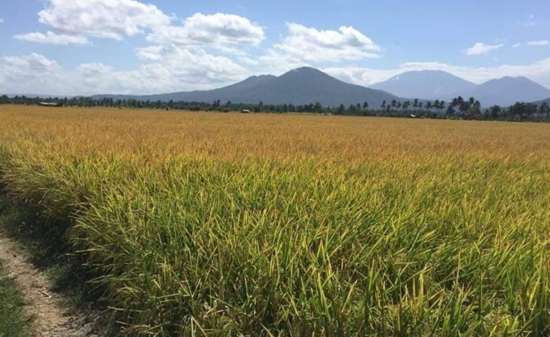 farm lot los banos laguna, Property, For Sale, Lot on Carousell