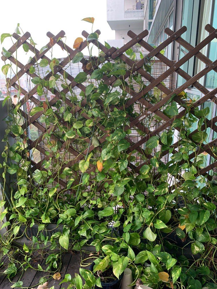 Ikea Trellis x2, Furniture & Home Living, Gardening, Plants & Seeds on