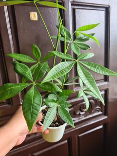 Lucky Money Tree 13 inches