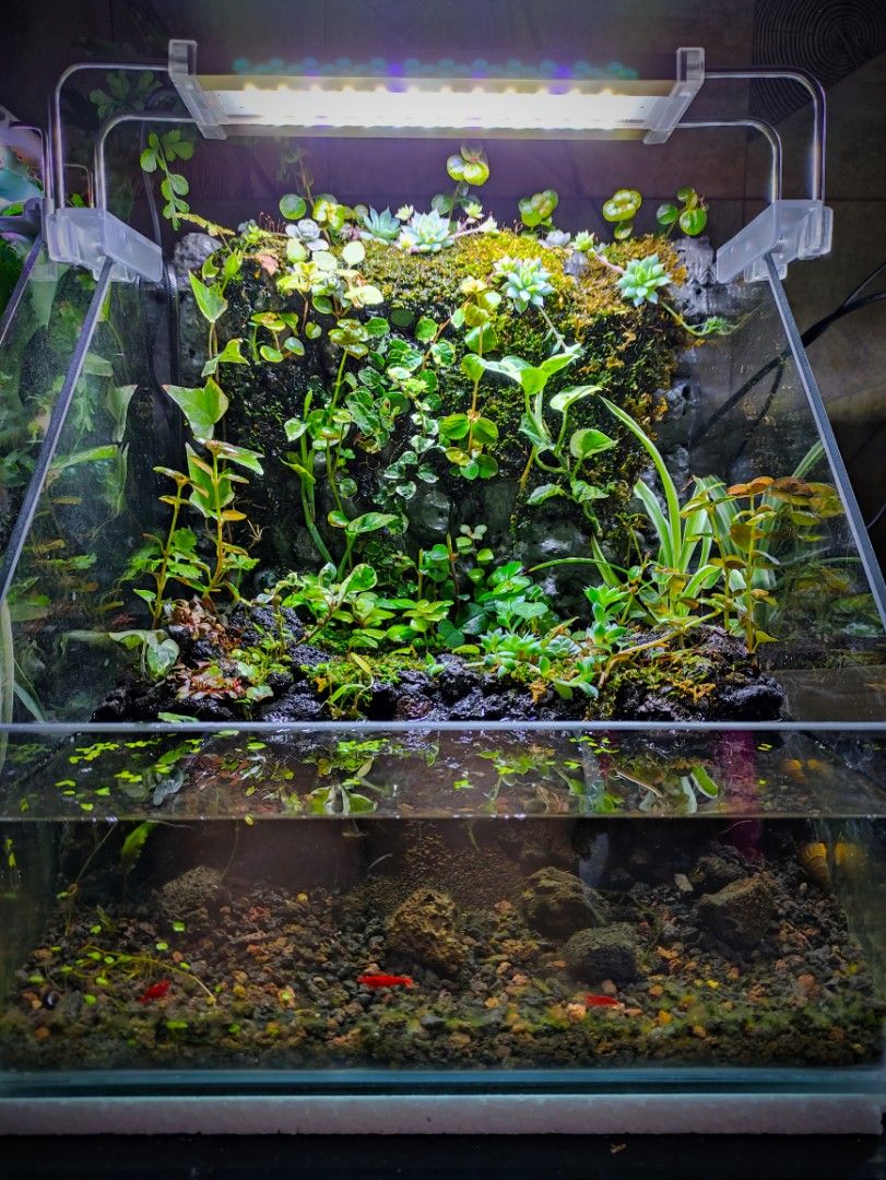 Paludarium, terrarium, aquaterrarium, aquarium, Pet Supplies, Homes