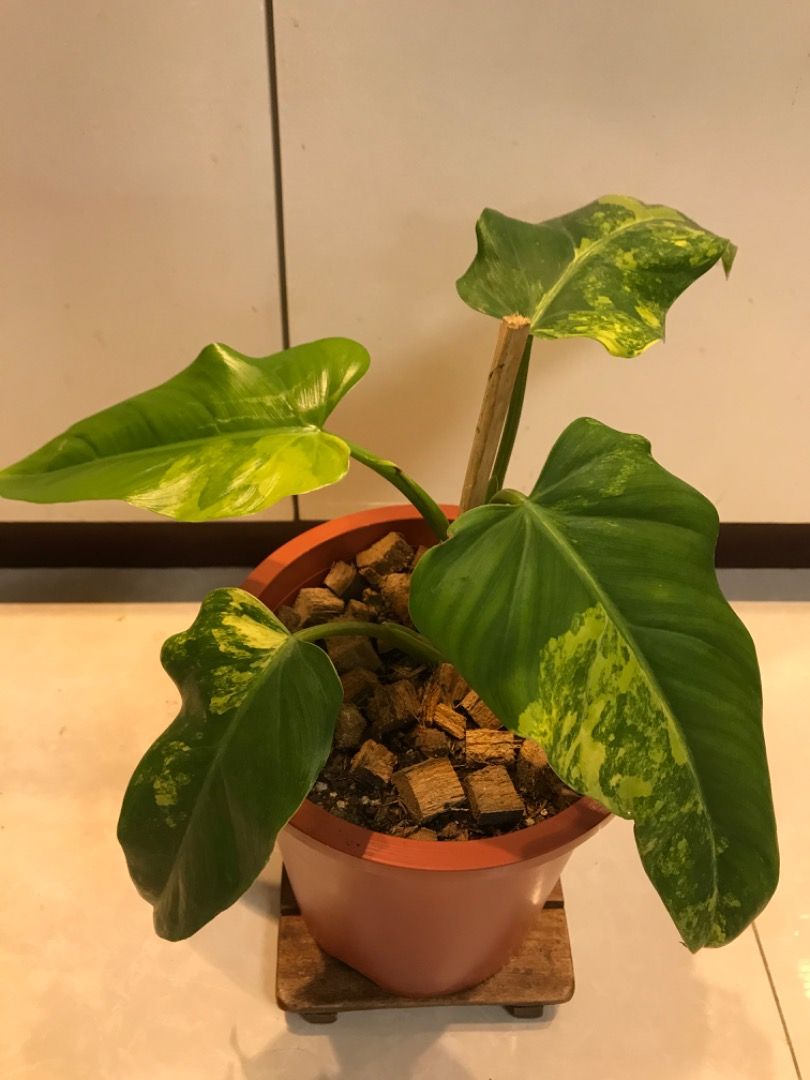 Philodendron Domesticum supersale ?, Furniture & Home Living, Gardening,  Plants & Seeds on Carousell