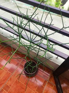 Real Live Christmas Tree Pencil Cactus Euphorbia Plant