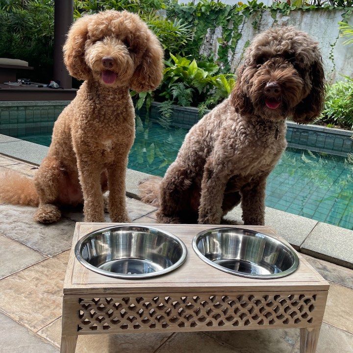 Elevated pet food on sale stands