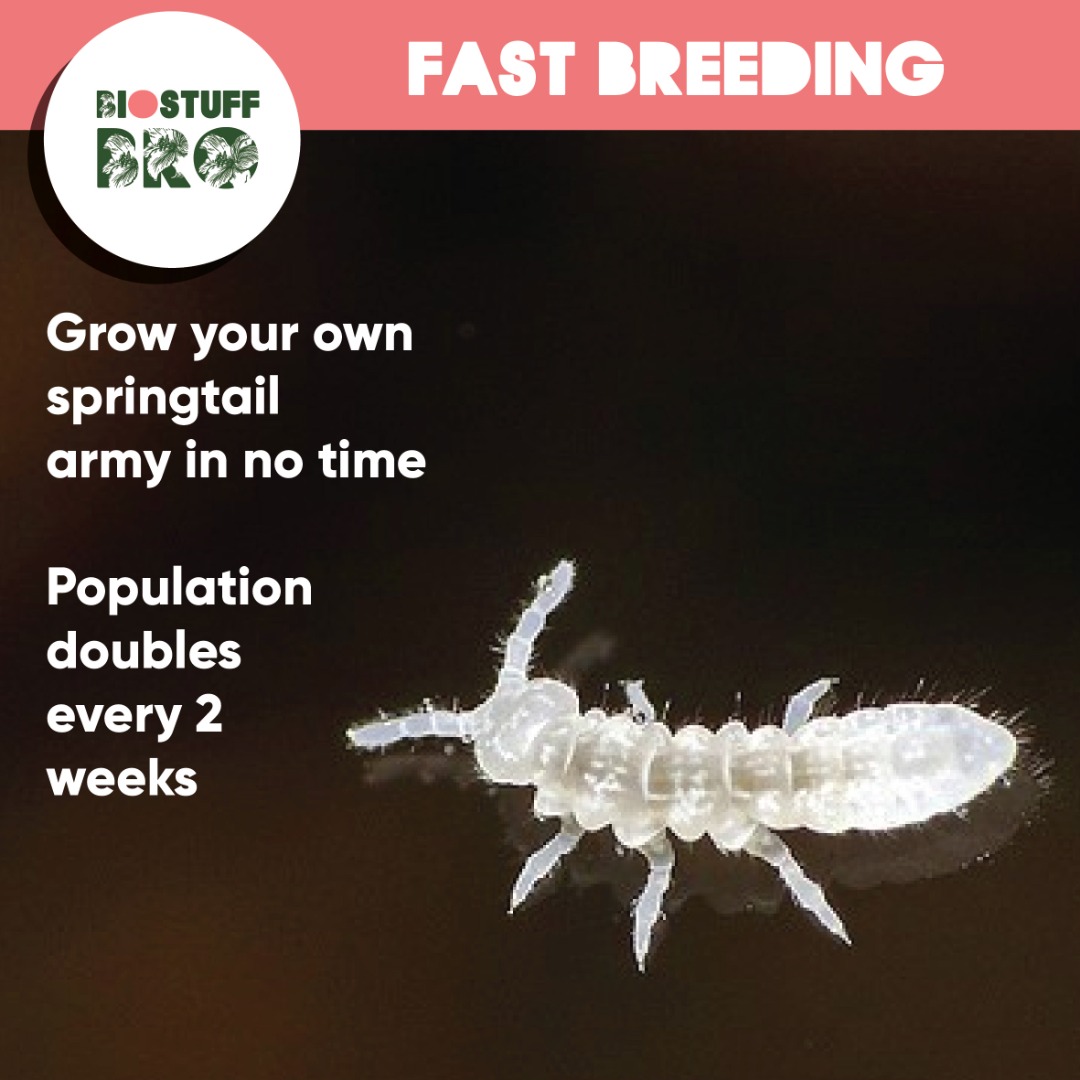 FAST BREEDING Springtail Culture, Furniture & Home Living, Gardening