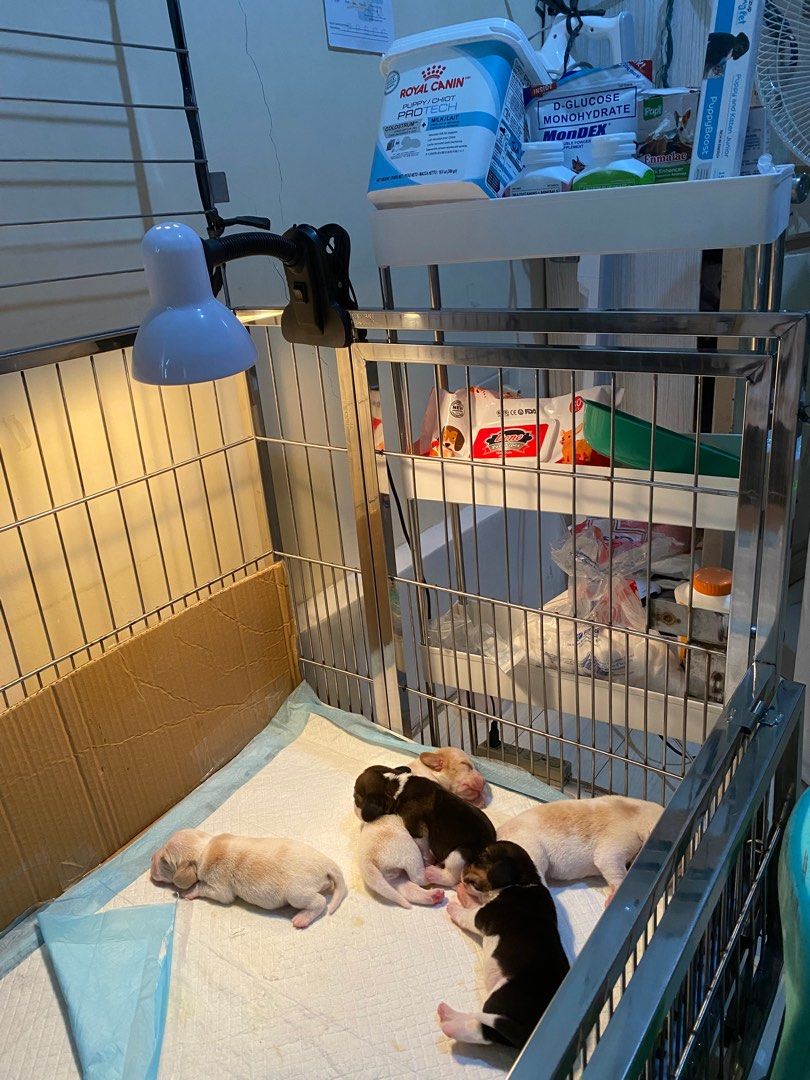 Stainless Whelping Cage (Crib Type), Pet Supplies, Homes & Other Pet