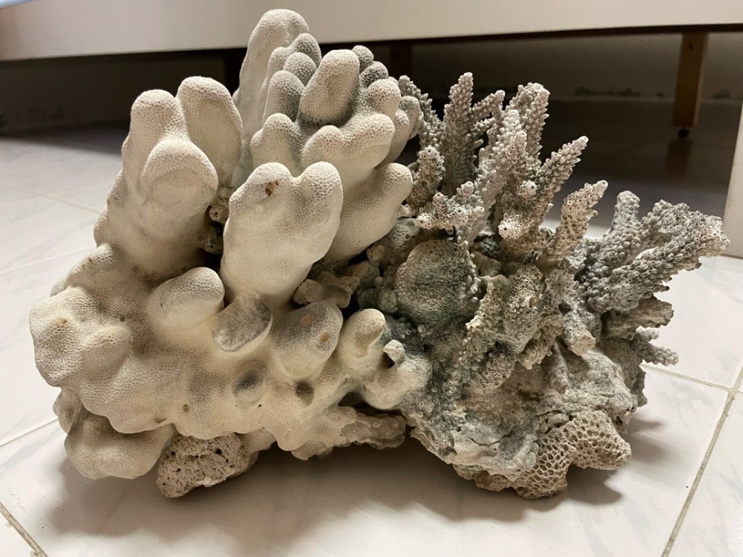 Natural Sea Coral ~30cm batu karang marine rocks stone Natural